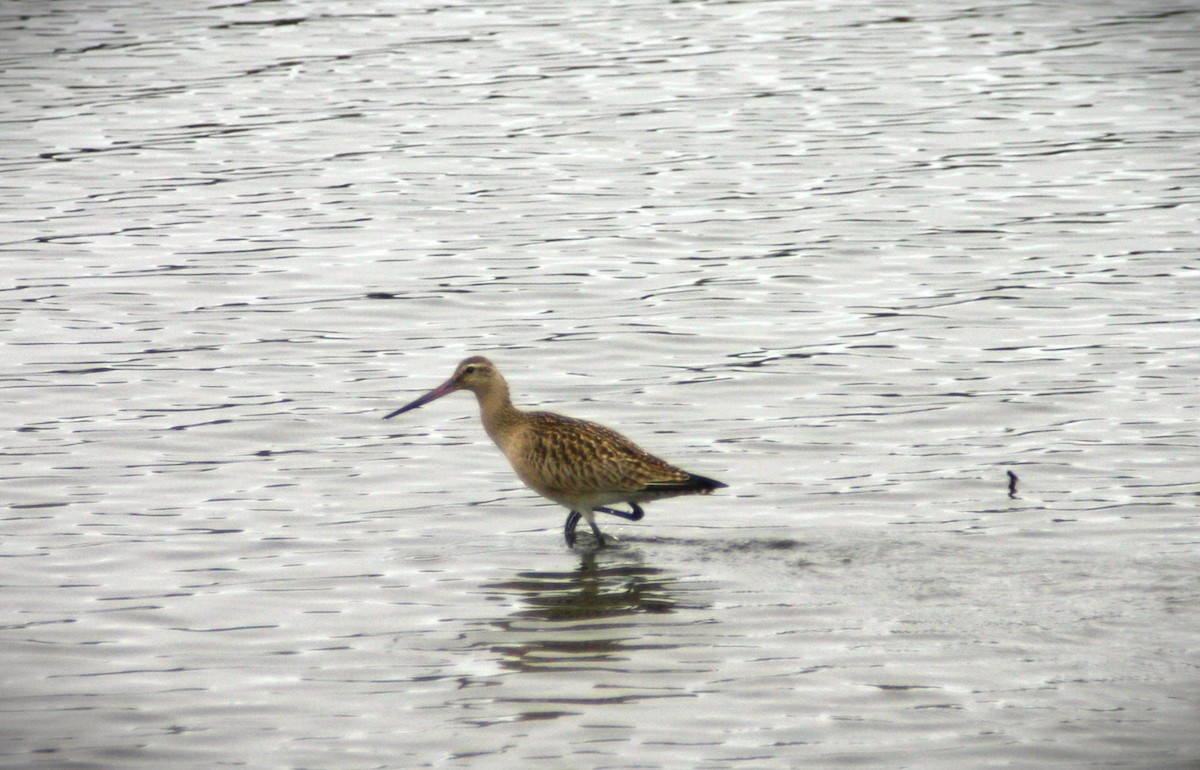 Bar-tailed Godwit (Siberian) - ML616204673