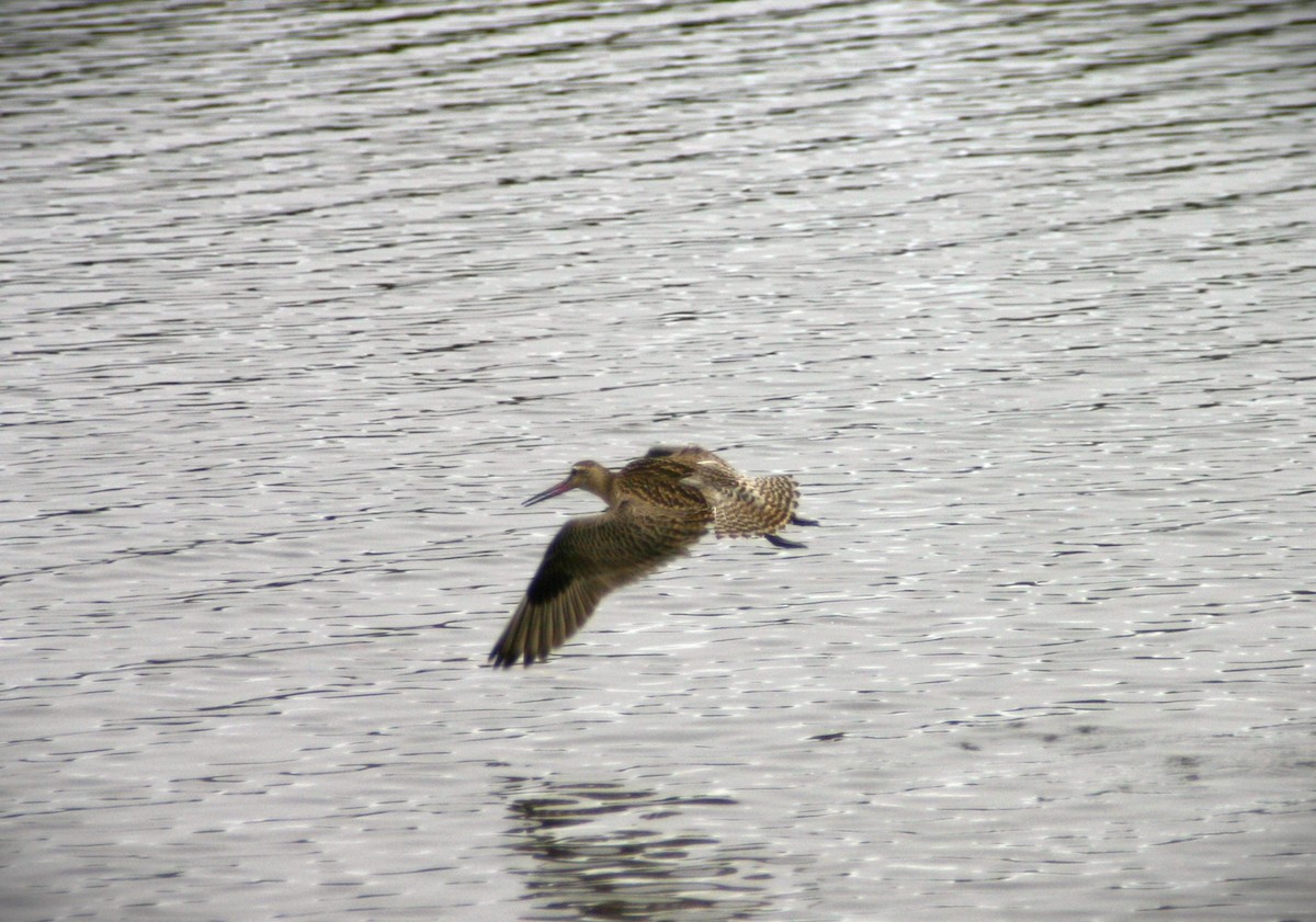 Bar-tailed Godwit (Siberian) - ML616204674