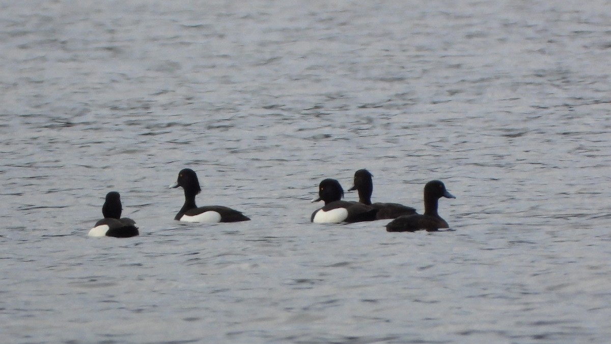 Tufted Duck - ML616204766