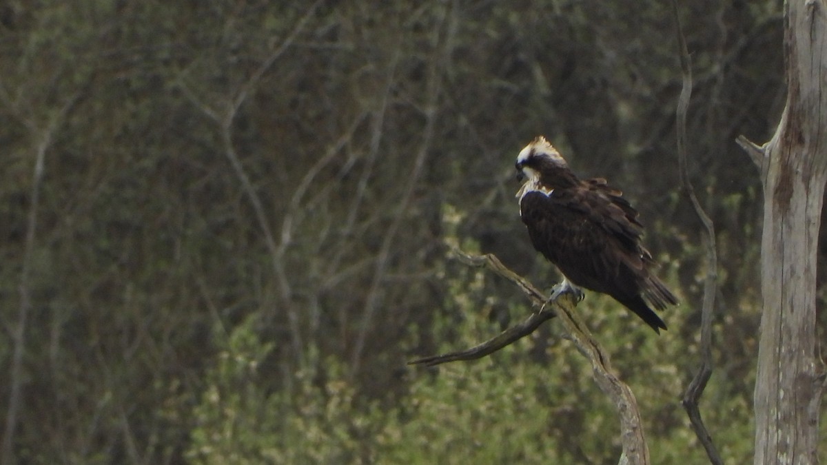 Osprey - ML616204779