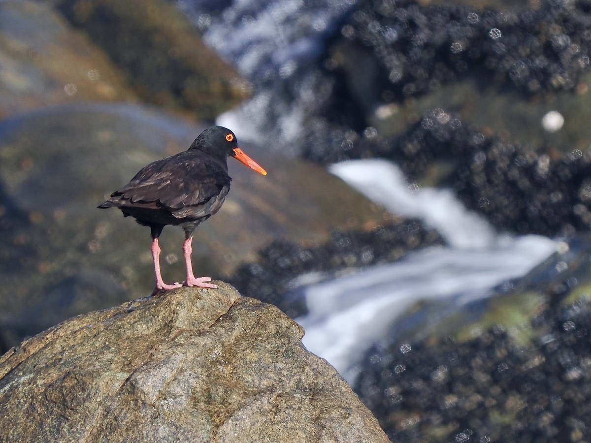 African Oystercatcher - ML616204786