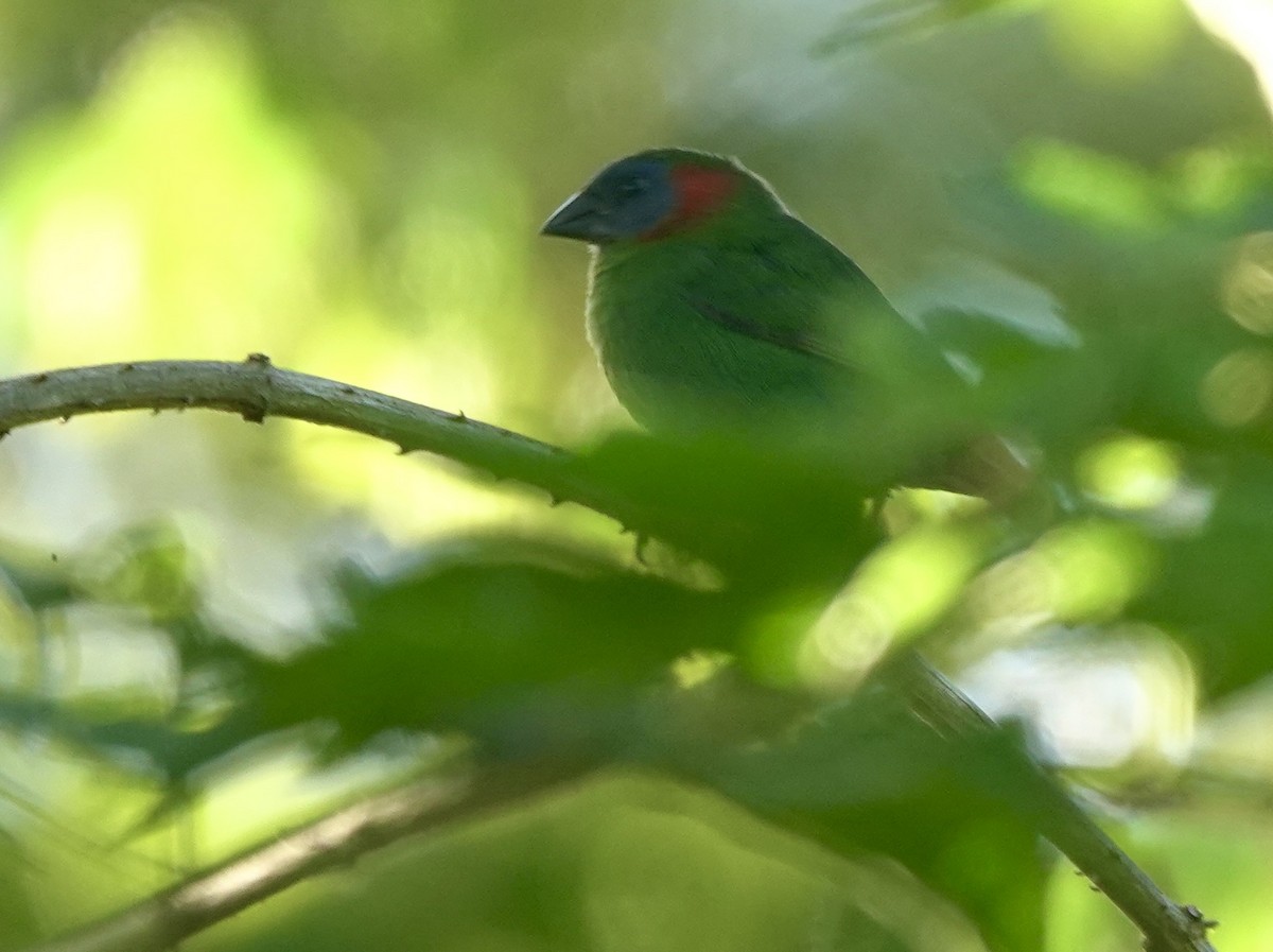 Red-eared Parrotfinch - Martin Kennewell