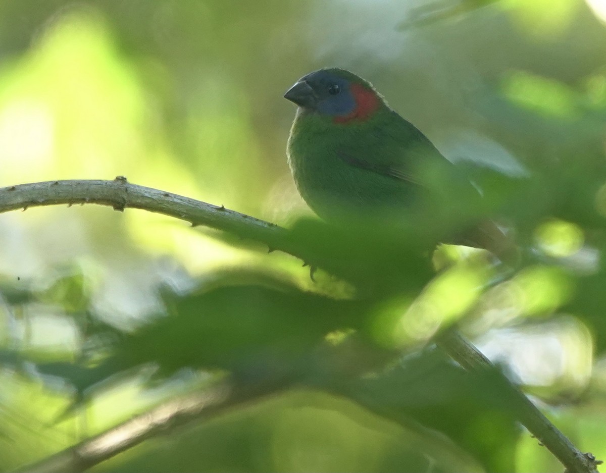 Red-eared Parrotfinch - Martin Kennewell