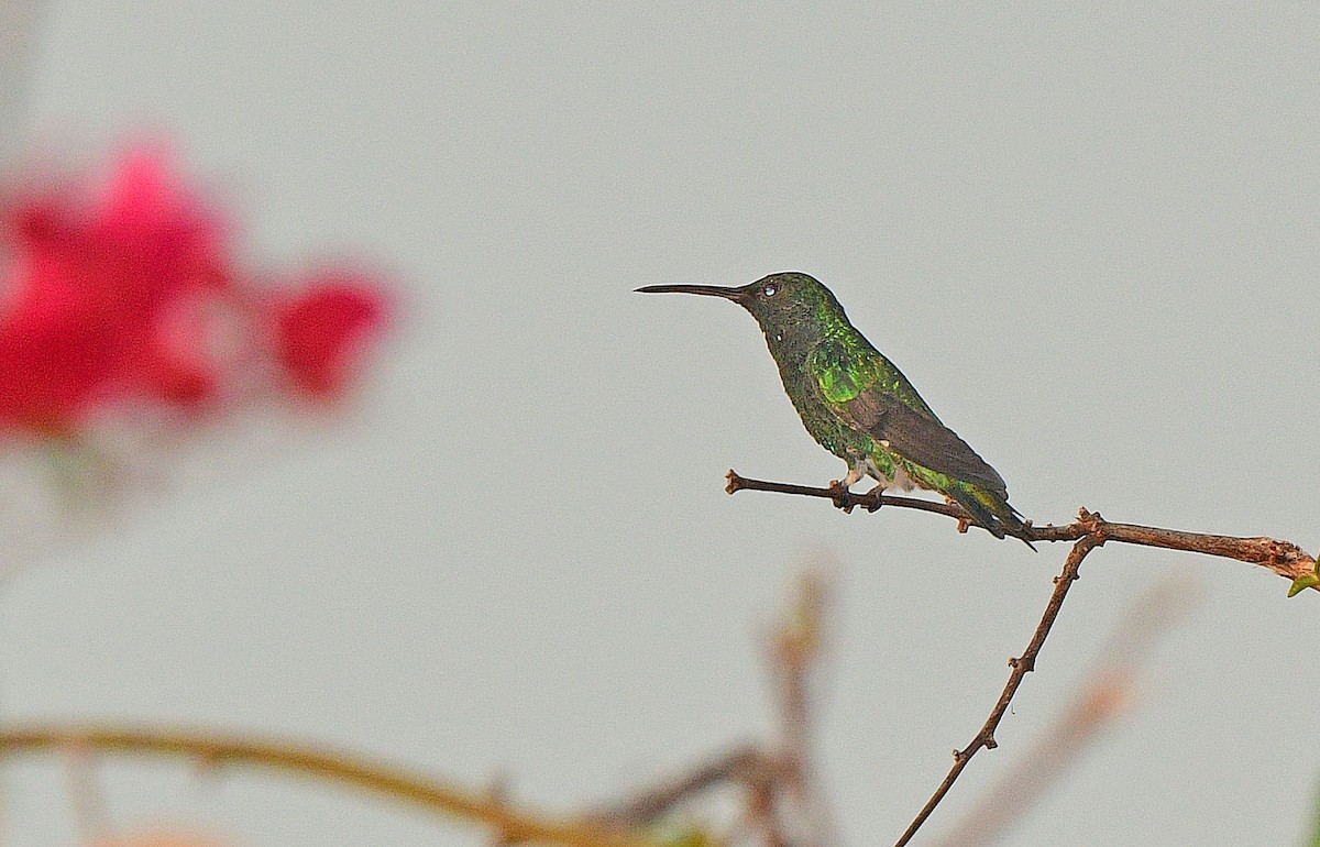 Shining-green Hummingbird - ML616204838