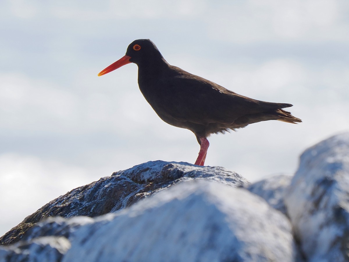 African Oystercatcher - ML616204845