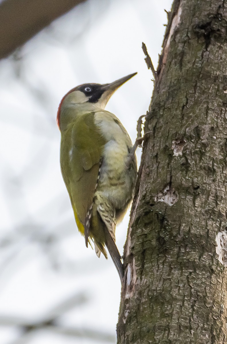 Eurasian Green Woodpecker - ML616204906