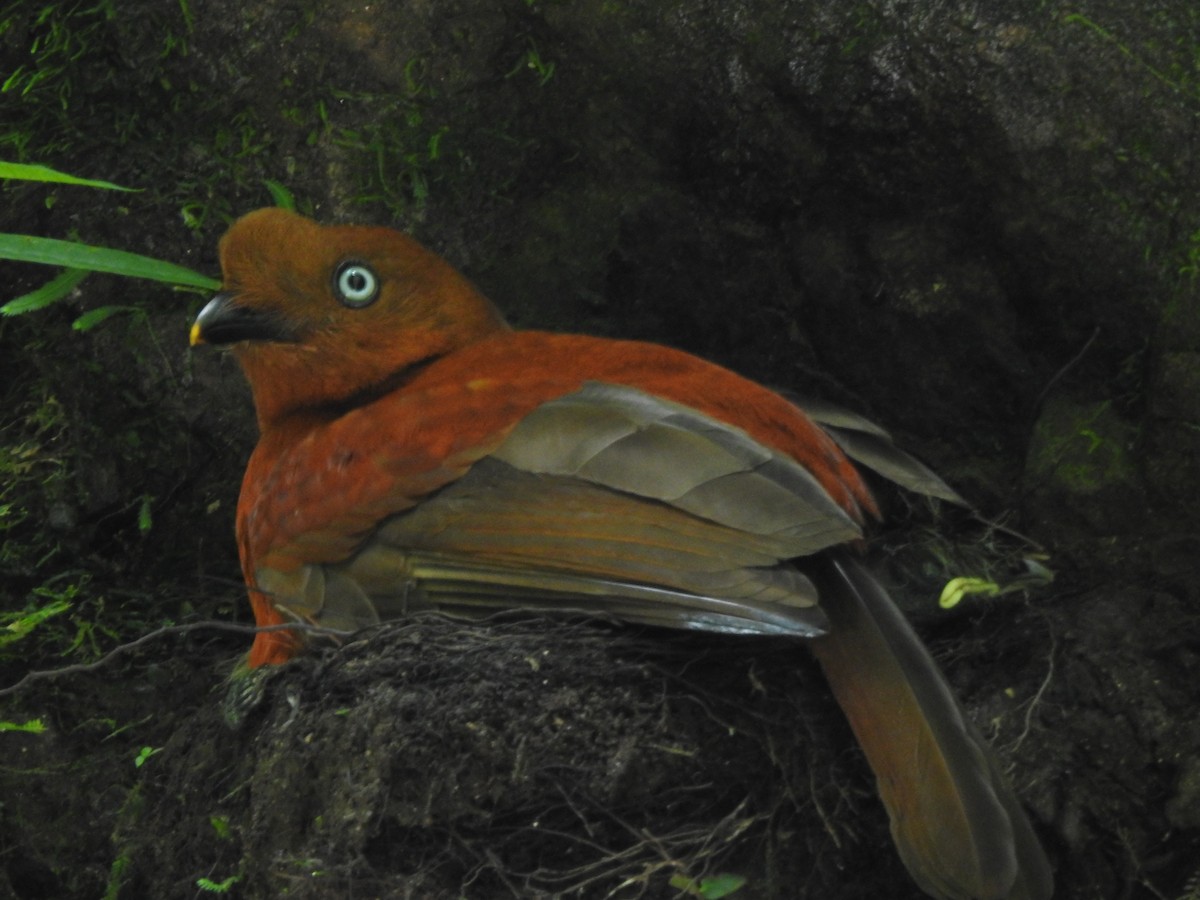 Andean Cock-of-the-rock - ML616204909