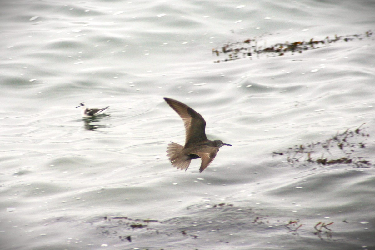 Wandering Tattler - ML616204936