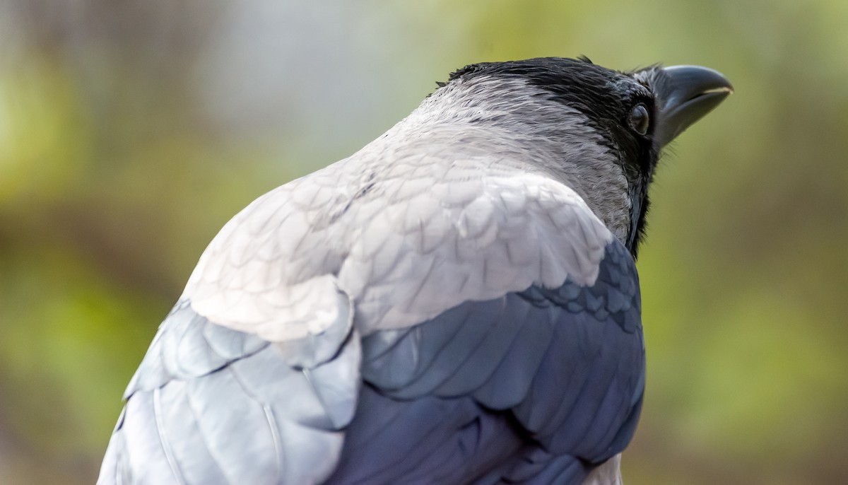 Hooded Crow - ML616204942