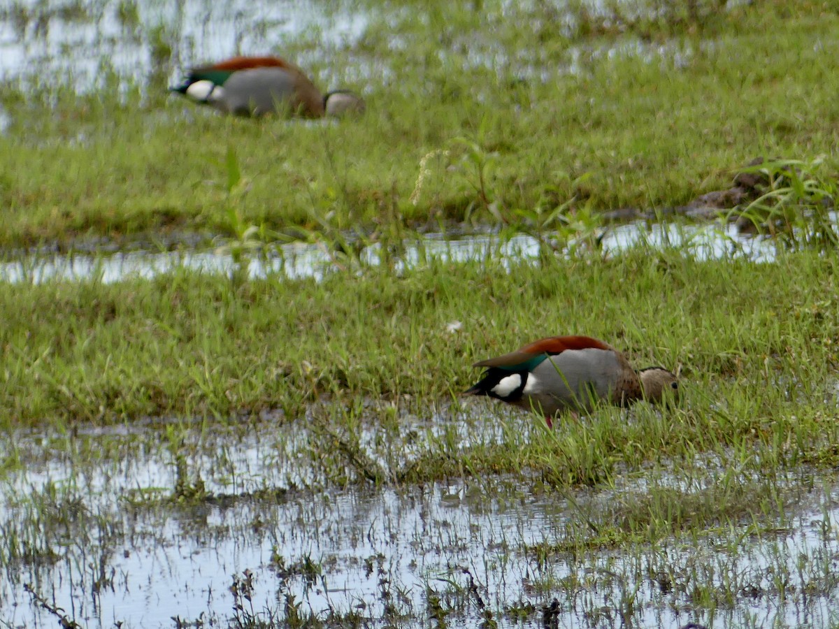 Ringed Teal - ML616204950