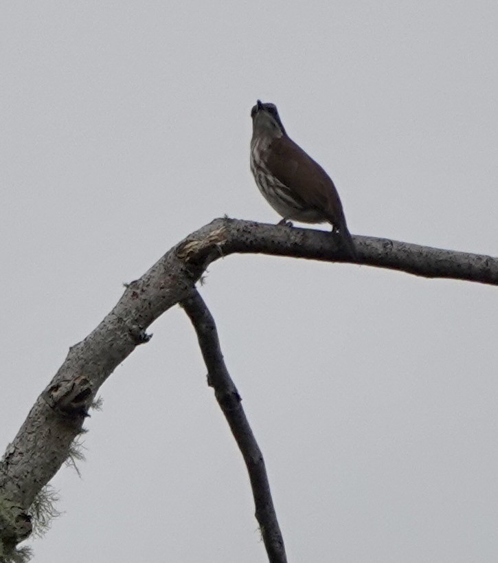 Stripe-breasted Rhabdornis - Martin Kennewell