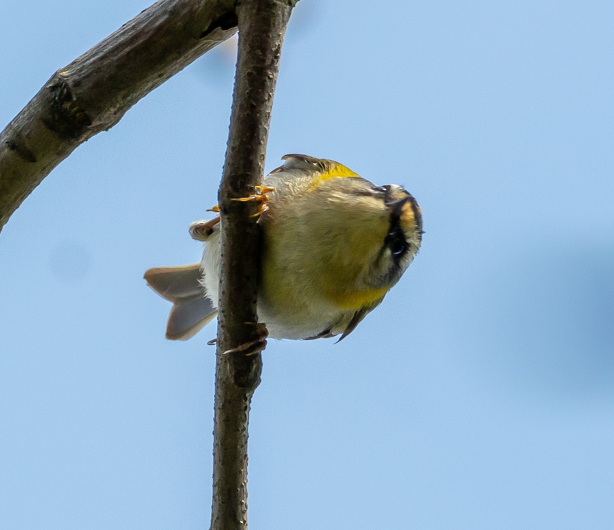 Common Firecrest - ML616204963