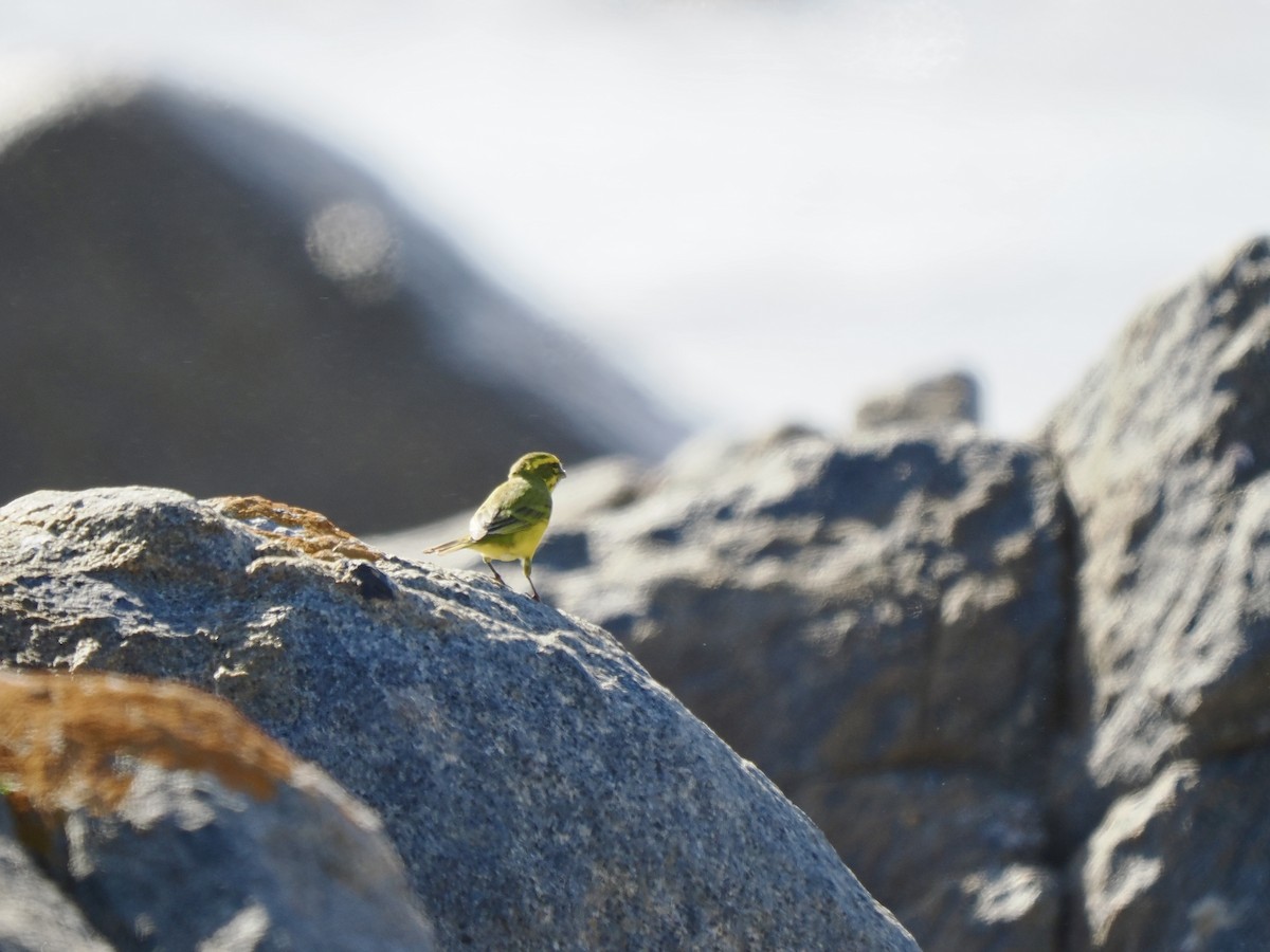 Yellow Canary - ML616204996