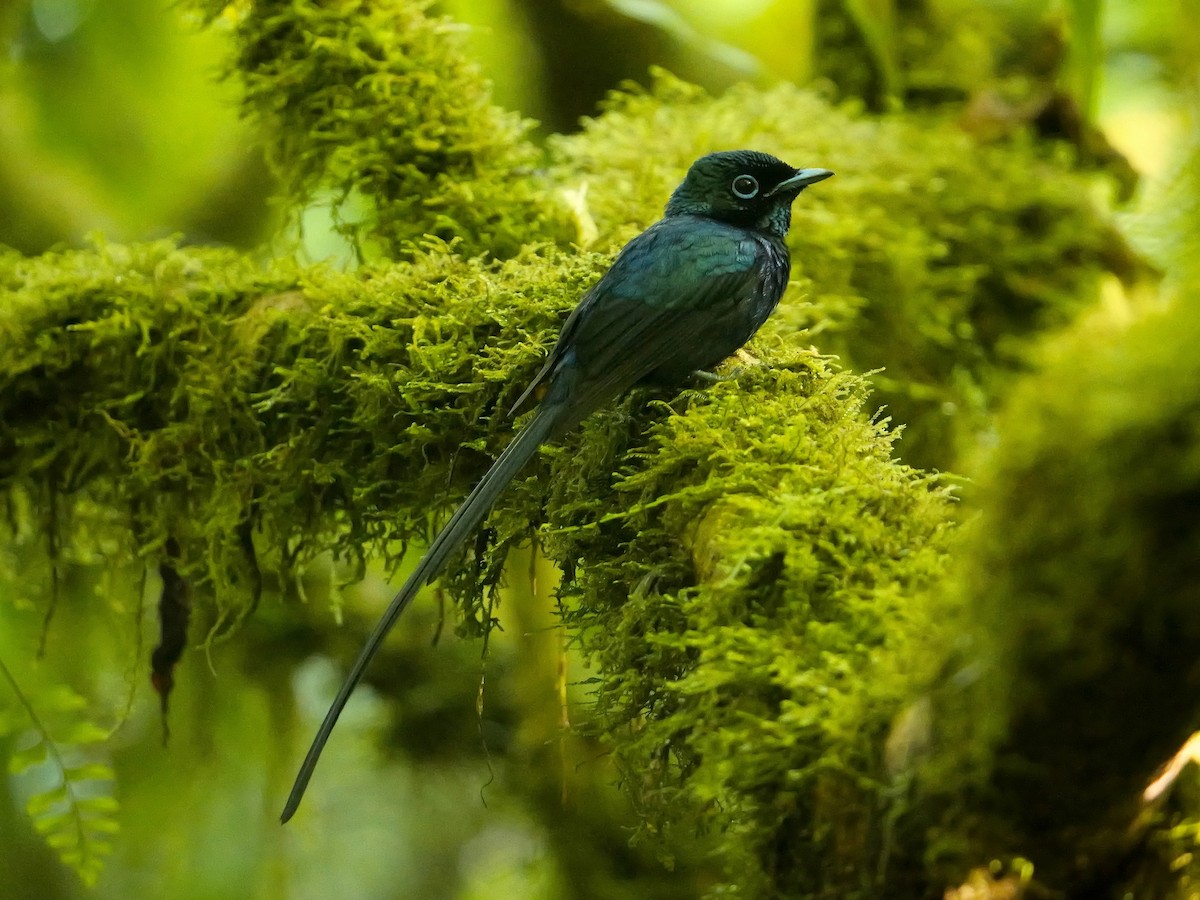 Sao Tome Paradise-Flycatcher - ML616205013