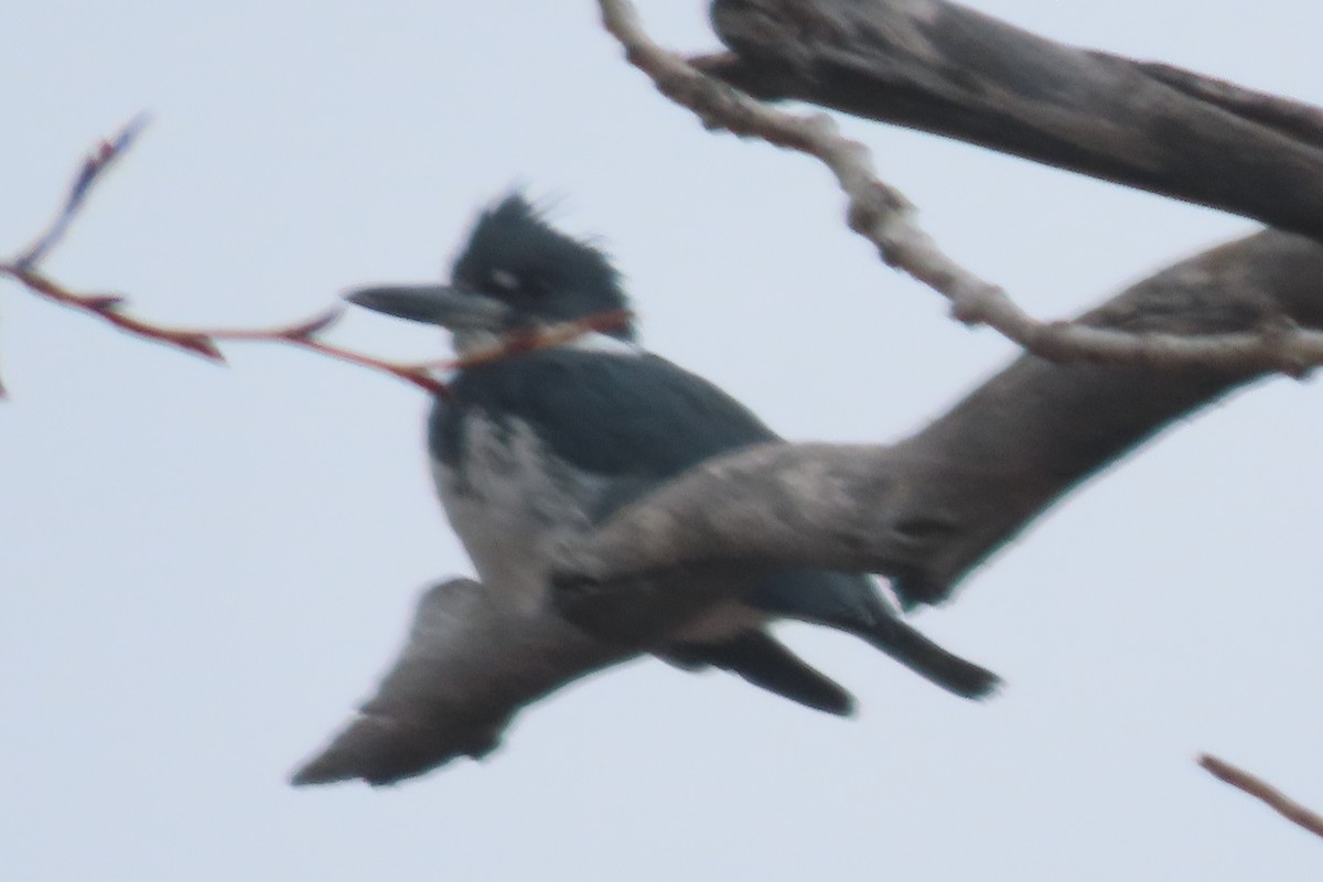 Belted Kingfisher - ML616205072