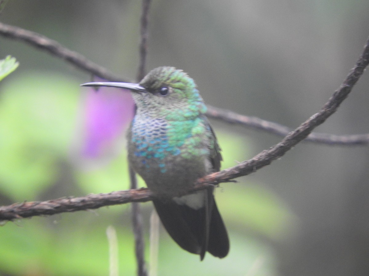 White-vented Plumeleteer - Agustin Carrasco