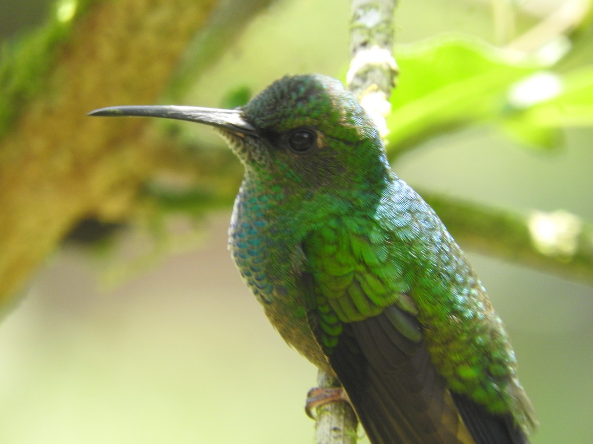 White-vented Plumeleteer - Agustin Carrasco