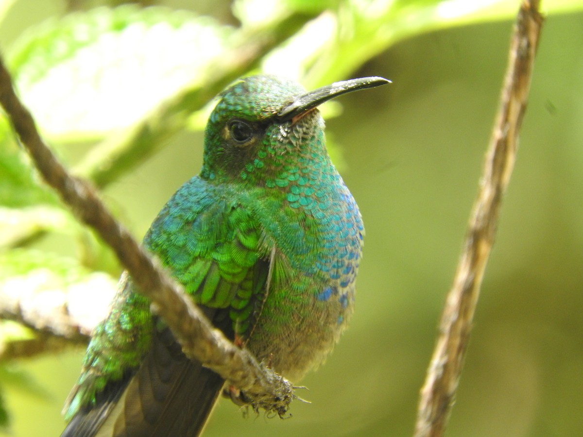 White-vented Plumeleteer - Agustin Carrasco