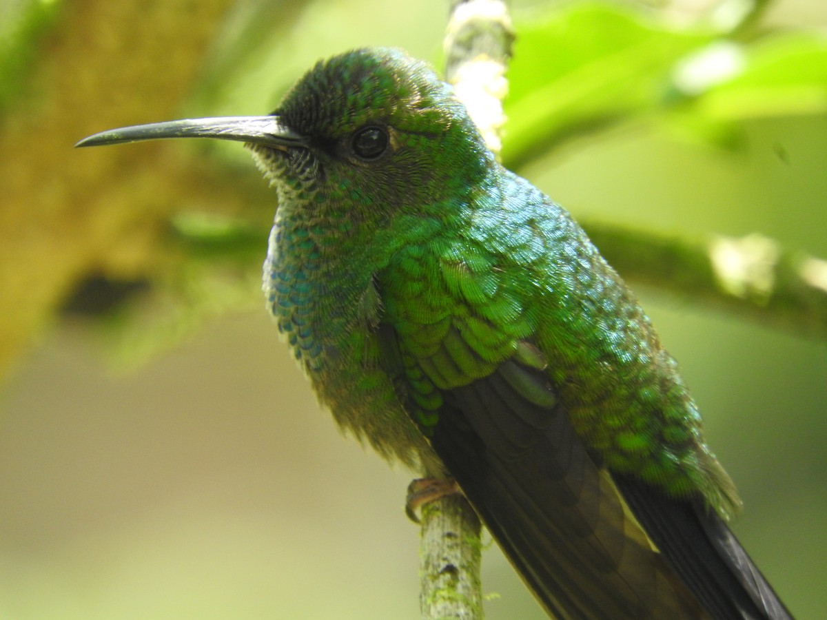 White-vented Plumeleteer - Agustin Carrasco