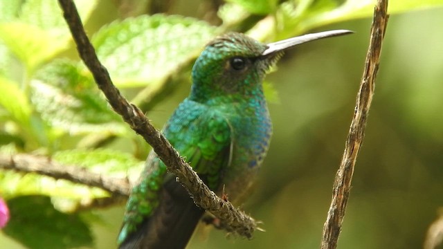 Colibrí de Buffon - ML616205099