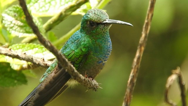 Colibrí de Buffon - ML616205104