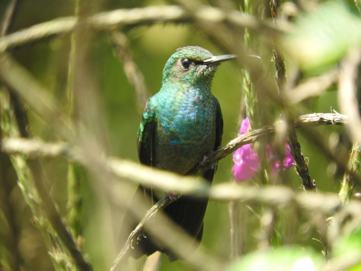 White-vented Plumeleteer - Agustin Carrasco