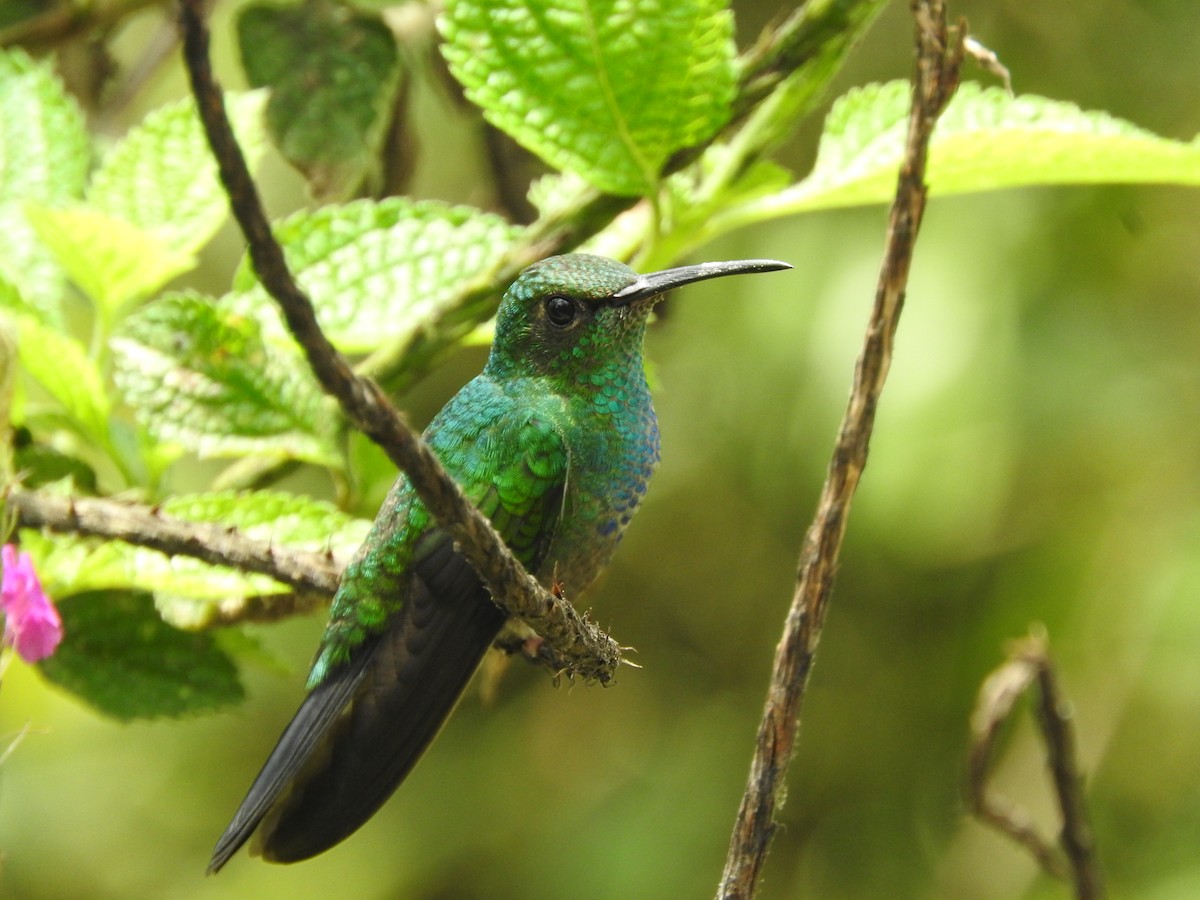 White-vented Plumeleteer - Agustin Carrasco