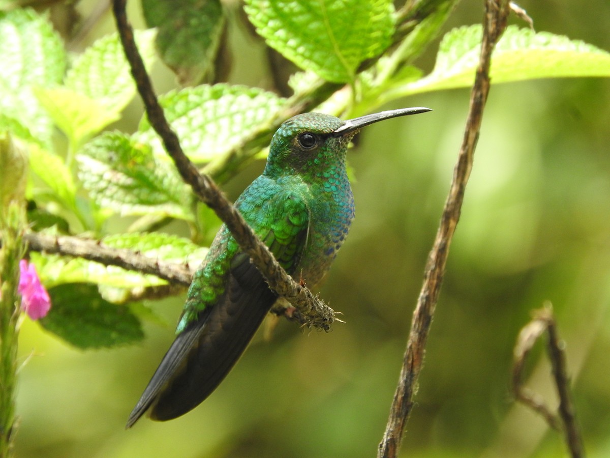 White-vented Plumeleteer - Agustin Carrasco