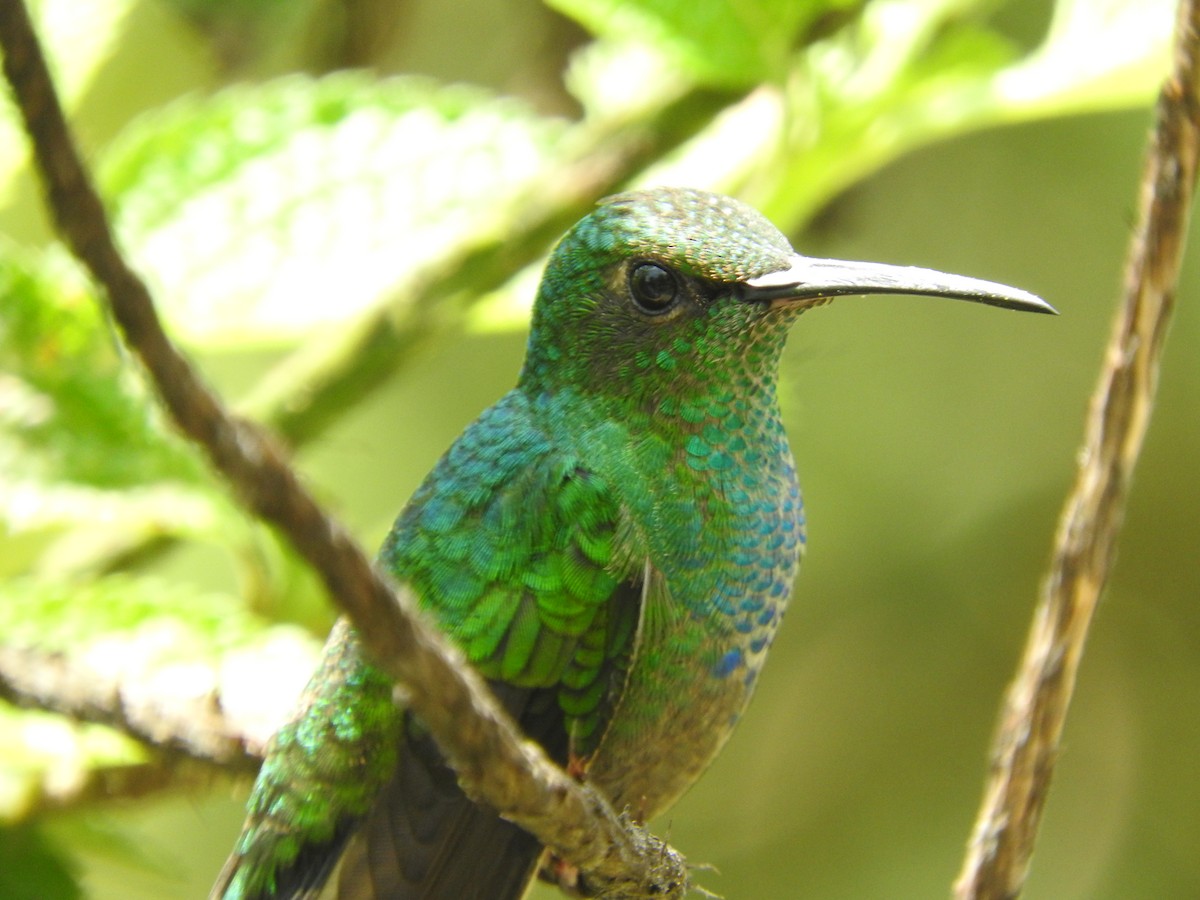 White-vented Plumeleteer - Agustin Carrasco