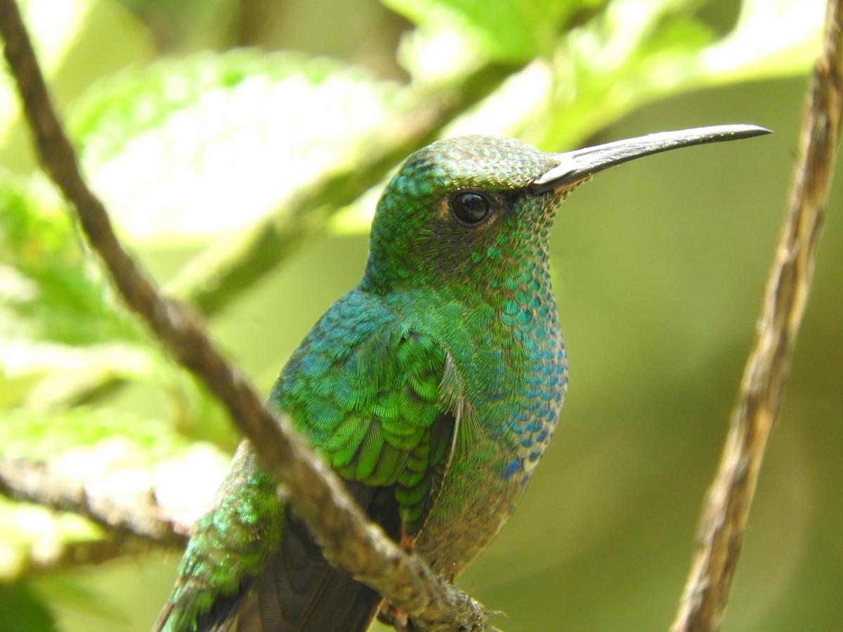 Blauschwanz-Buffonkolibri - ML616205125