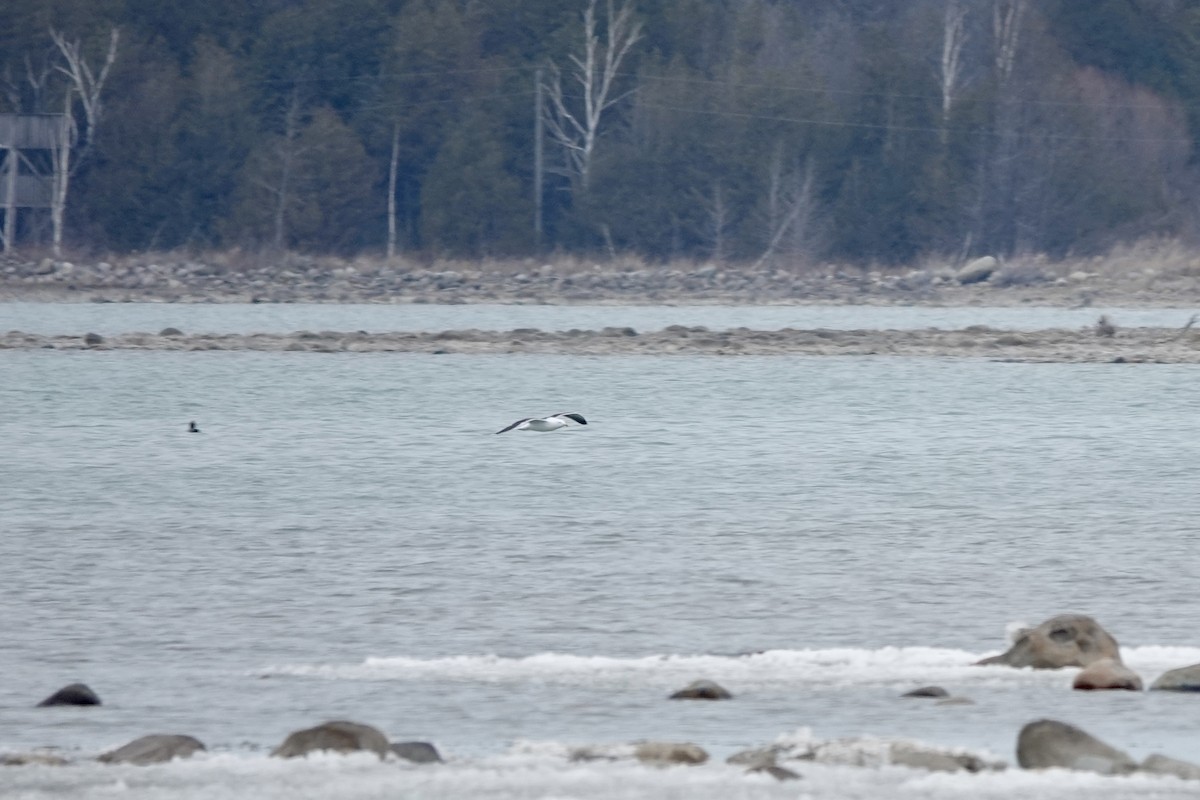 Great Black-backed Gull - ML616205172