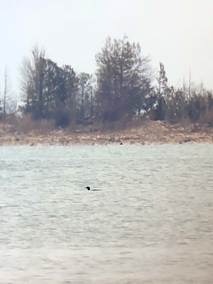 Common Loon - ML616205193