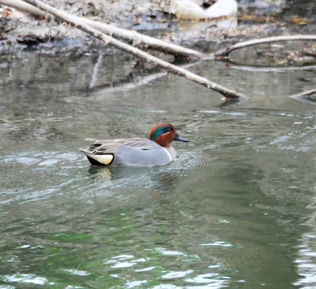 Green-winged Teal - ML616205207