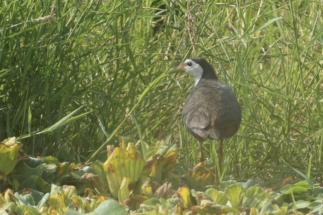 White-breasted Waterhen - ML616205208