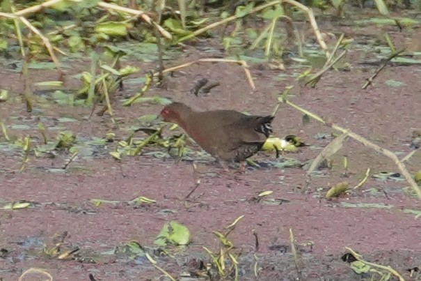 Ruddy-breasted Crake - ML616205216