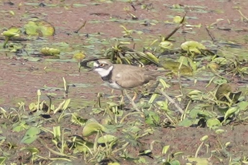 Little Ringed Plover - ML616205218