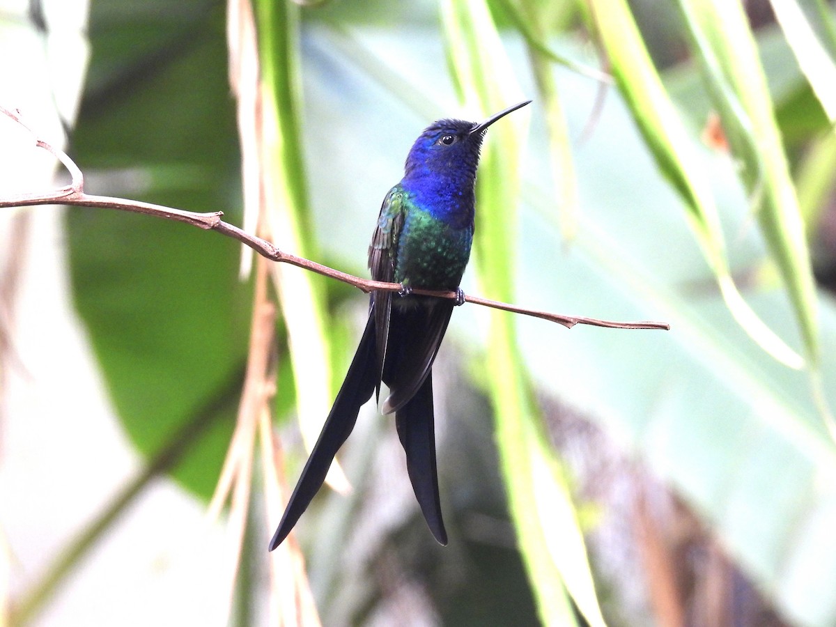 Swallow-tailed Hummingbird - ML616205219