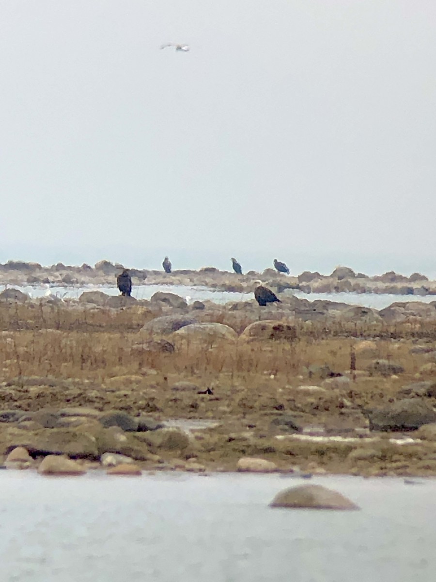 Bald Eagle - ML616205225