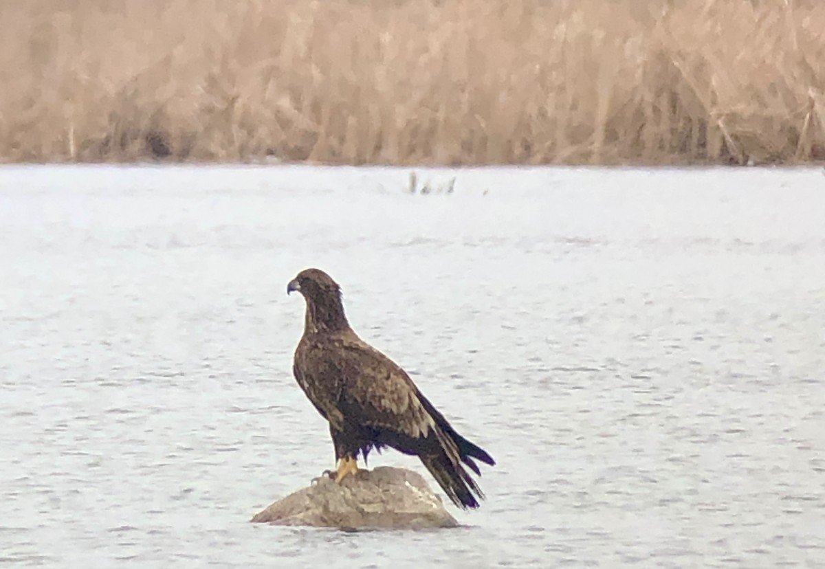 Weißkopf-Seeadler - ML616205227