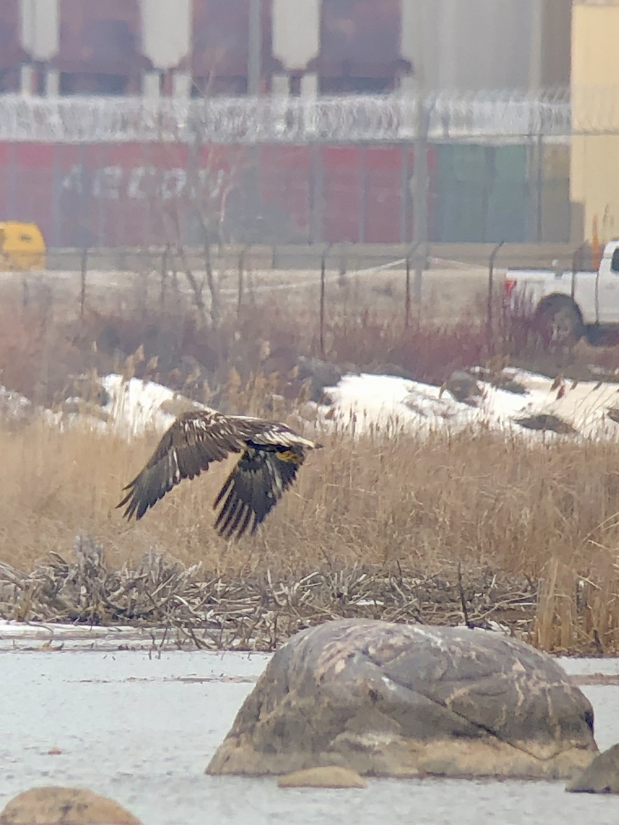 Bald Eagle - Marilyn Ohler