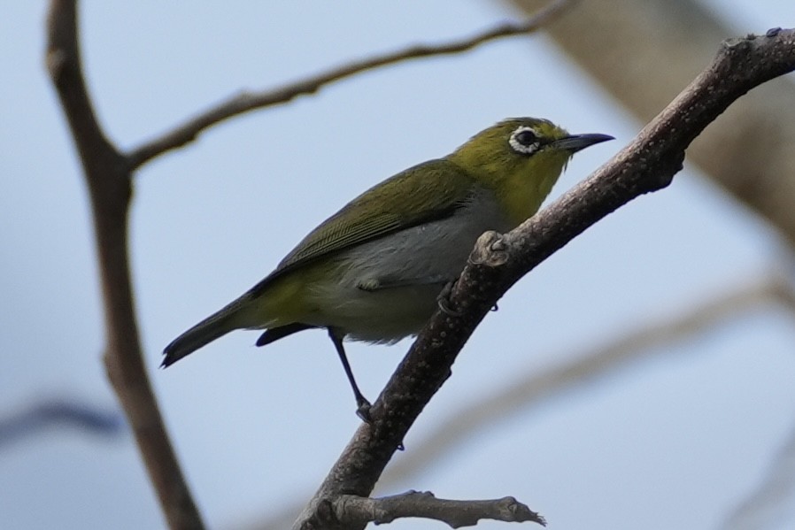 Swinhoe's White-eye - ML616205230