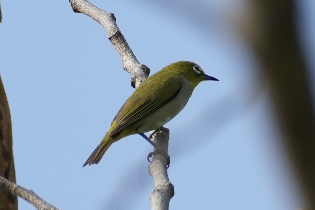 Swinhoe's White-eye - ML616205231