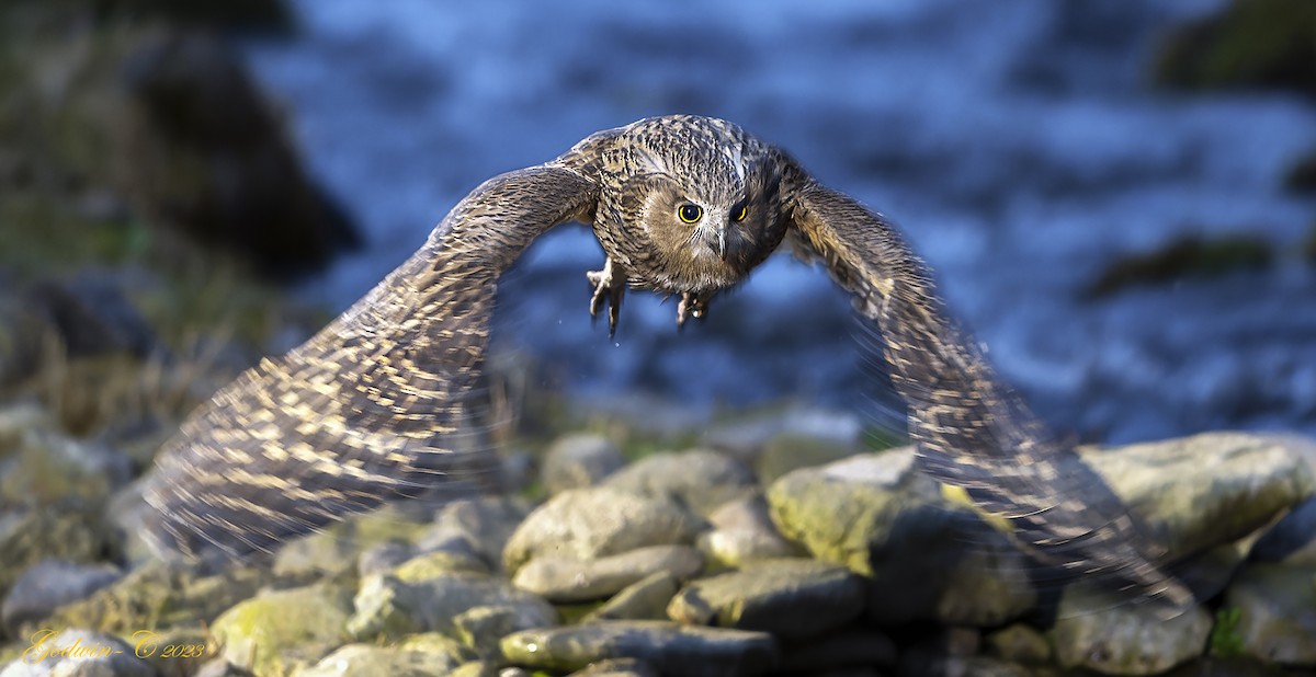 Blakiston's Fish-Owl - ML616205234