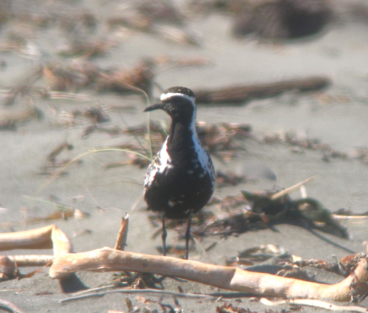 Pacific Golden-Plover - Kerry Ross