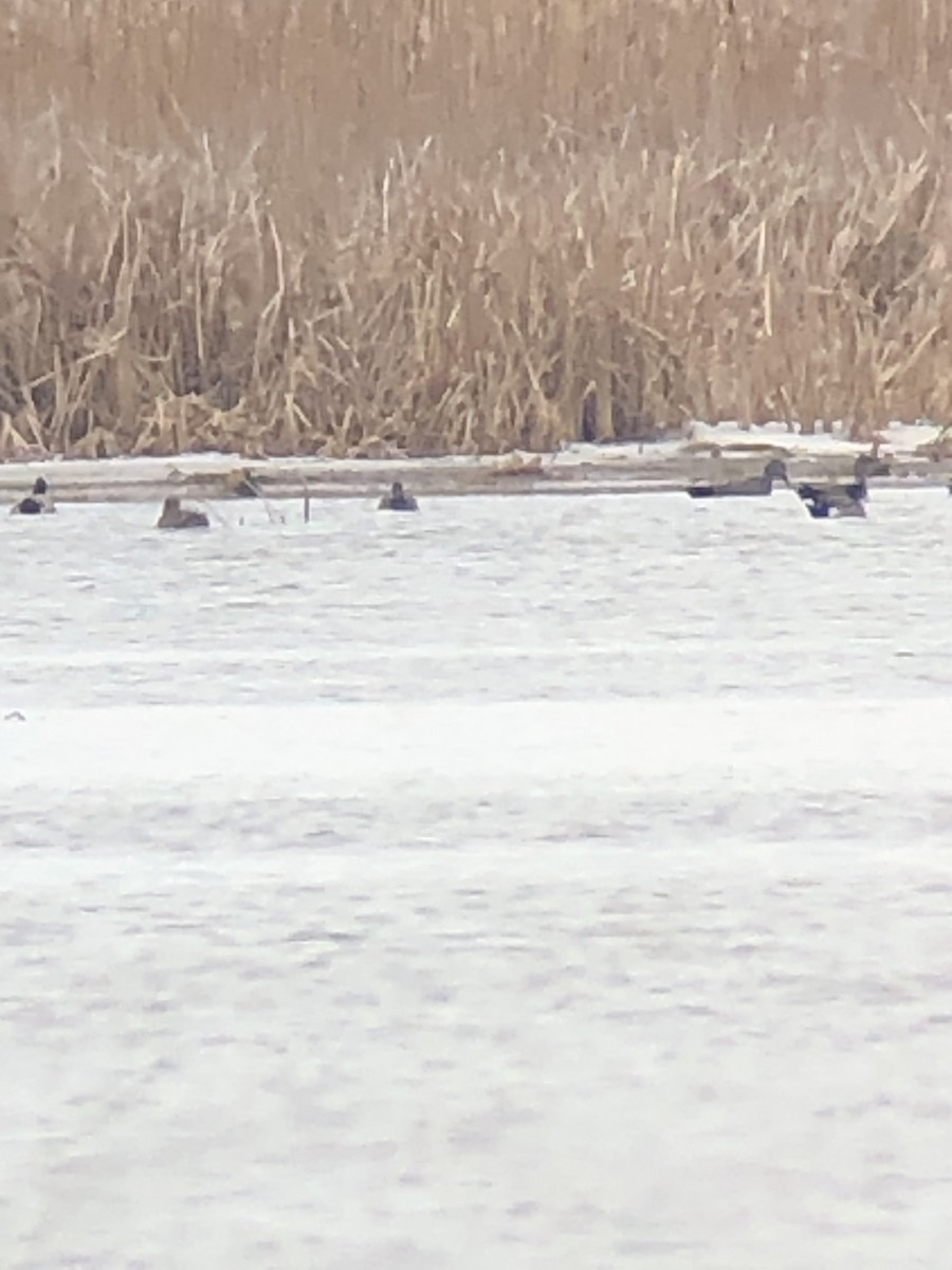 American Wigeon - ML616205292