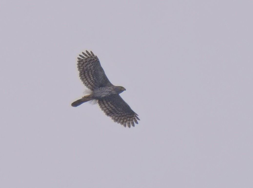 Crested Goshawk - ML616205296