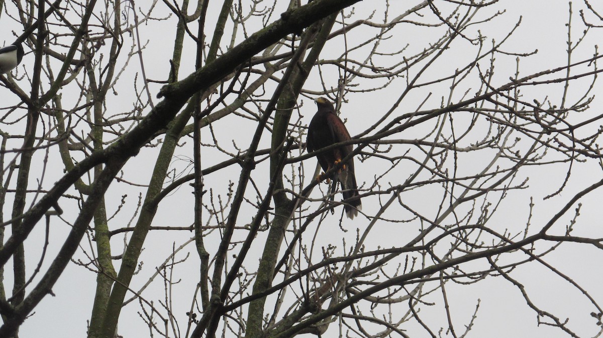 Harris's Hawk - ML616205312