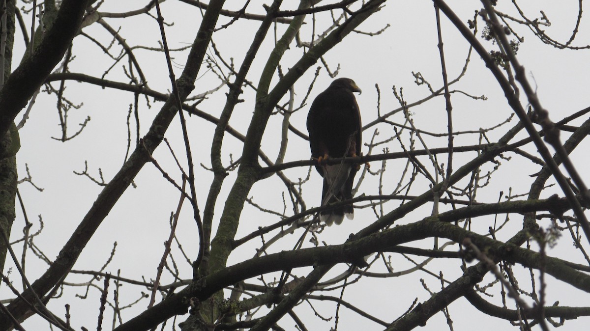 Harris's Hawk - ML616205324