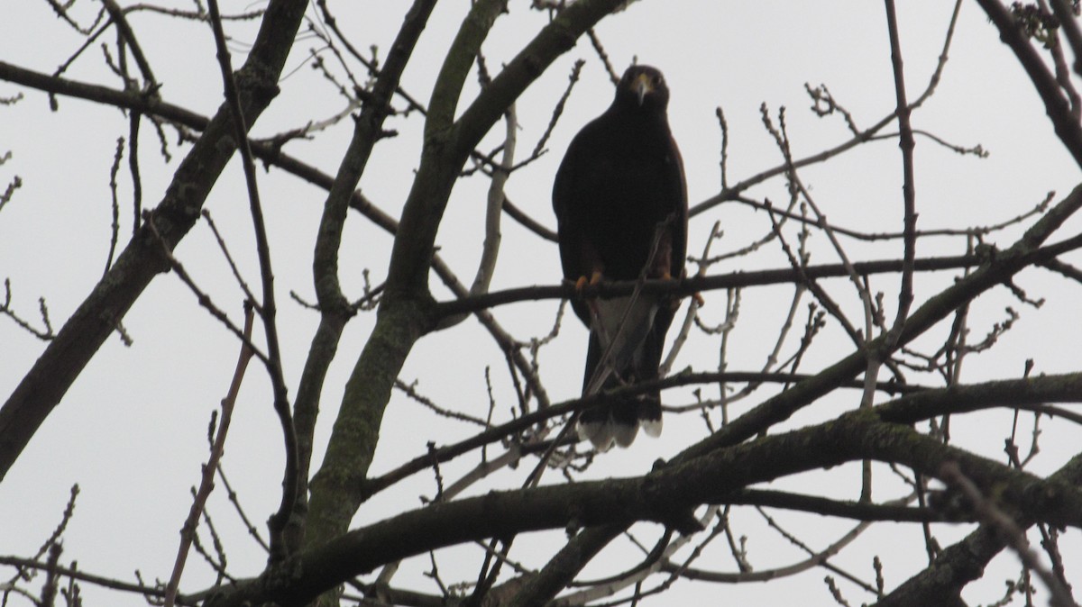 Harris's Hawk - ML616205326