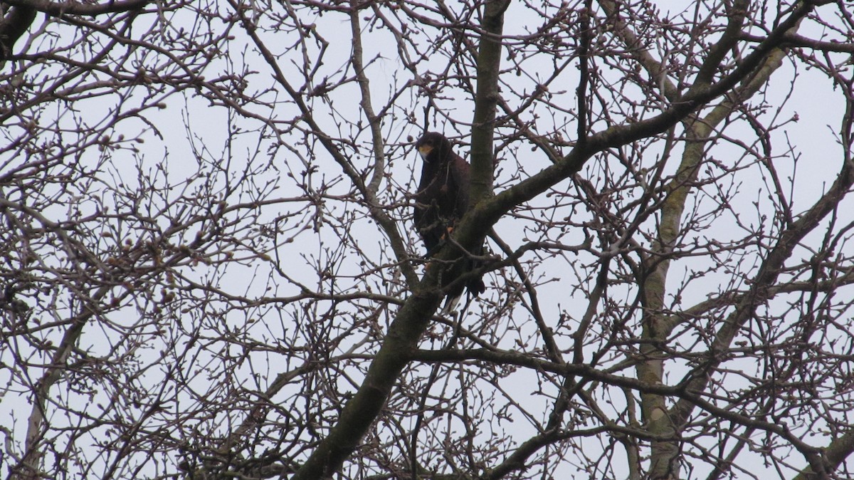 Harris's Hawk - ML616205332